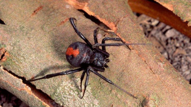 Rusya’da Öldürücü Örümcek Türüne Rastlandı
