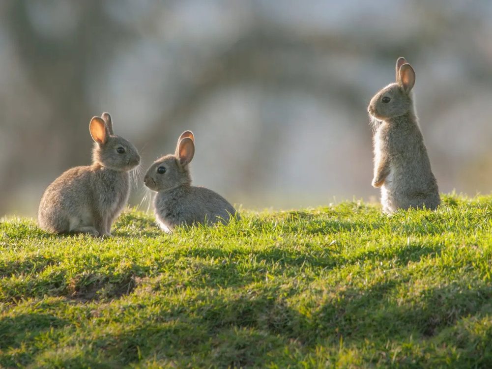 Tavşanlar Hakkında Kısa Bilgiler